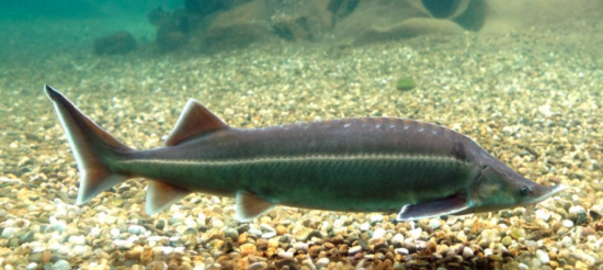 Sterlet Clemens Ratschan