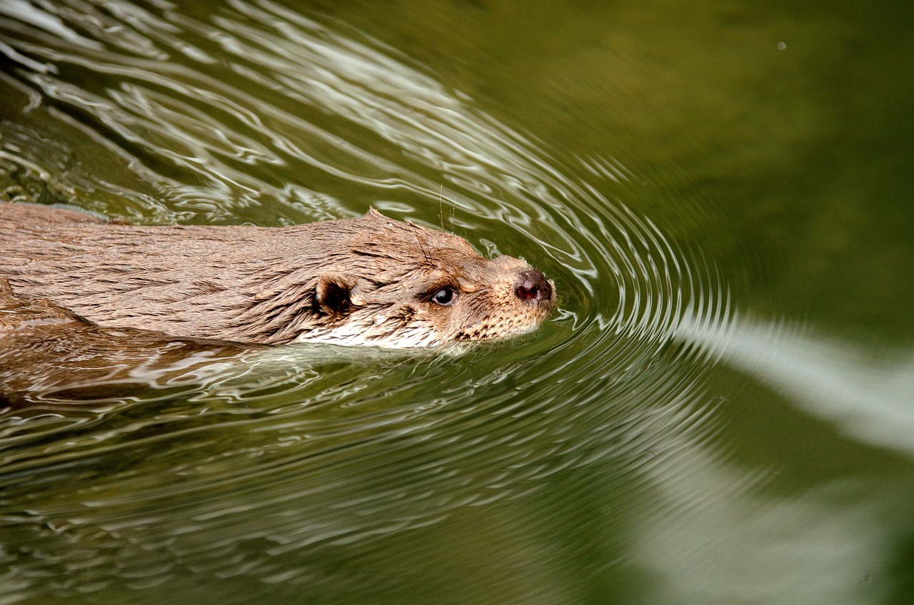 Der Fischotter frisst die Großache leer Balance in Schieflage