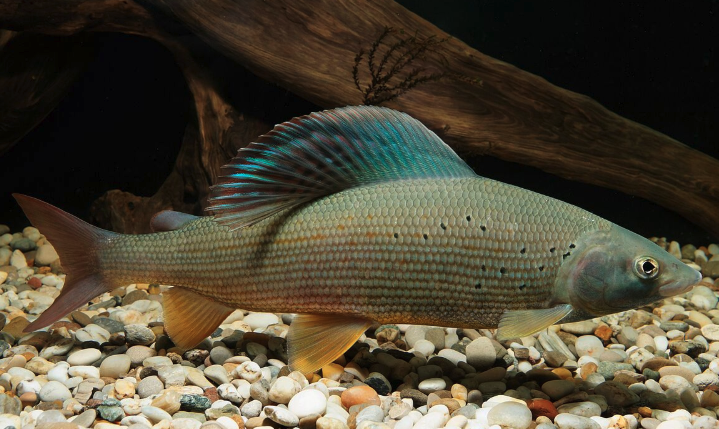 (c) ÖBf/C Ratschan