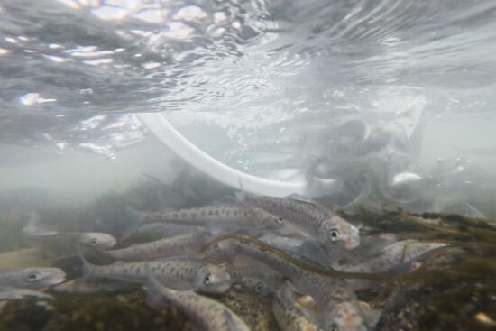 (c) Tiroler Fischerei Verband