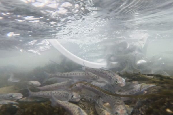 (c) Tiroler Fischerei Verband