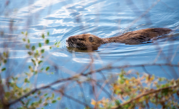 (c) pexels Liron Malyanker