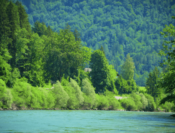 Grüne Traun in der Sonne bei Bad Ischl, River and Nature Trust