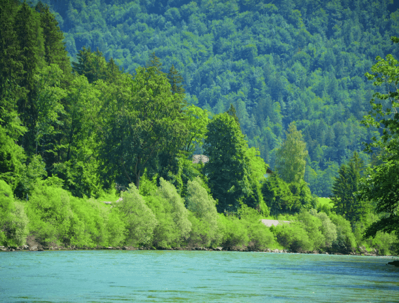 Grüne Traun in der Sonne bei Bad Ischl, River and Nature Trust